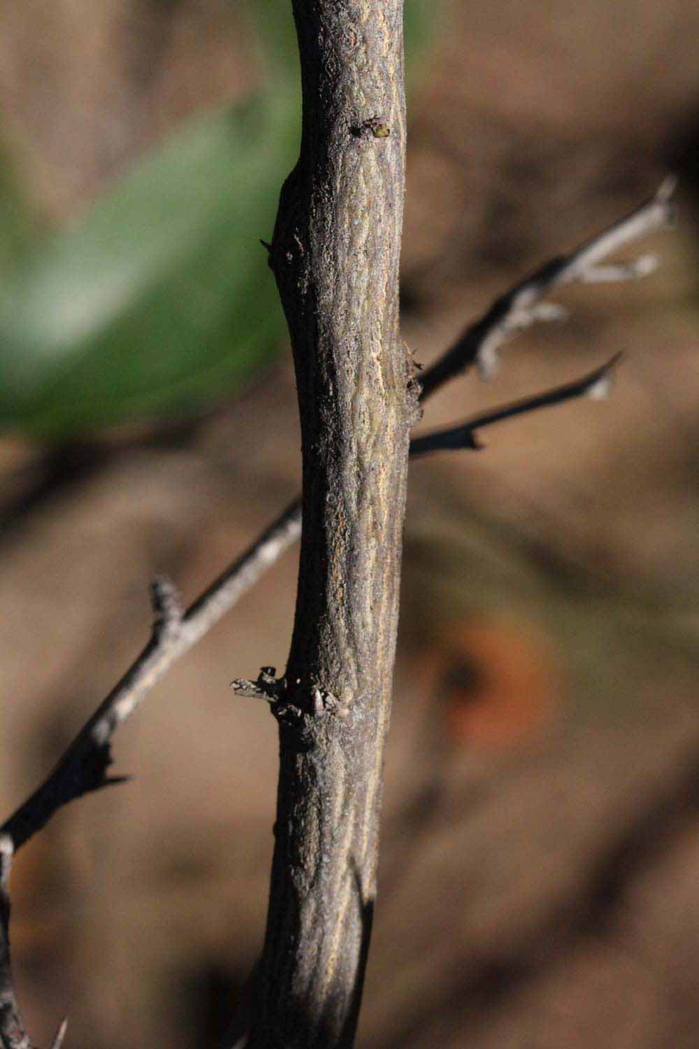              Second - third year twig (Riverside, CA)       